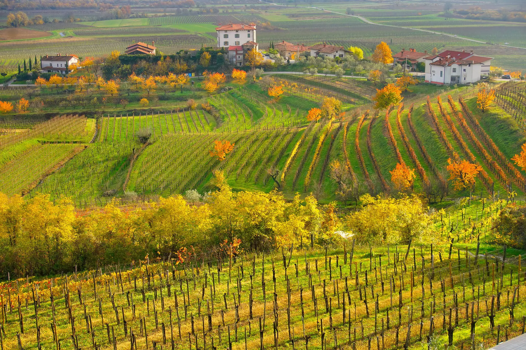 Vineyards on rolling hills, pictured in fall. Trees on the edge of the planted areas display orange foliage.