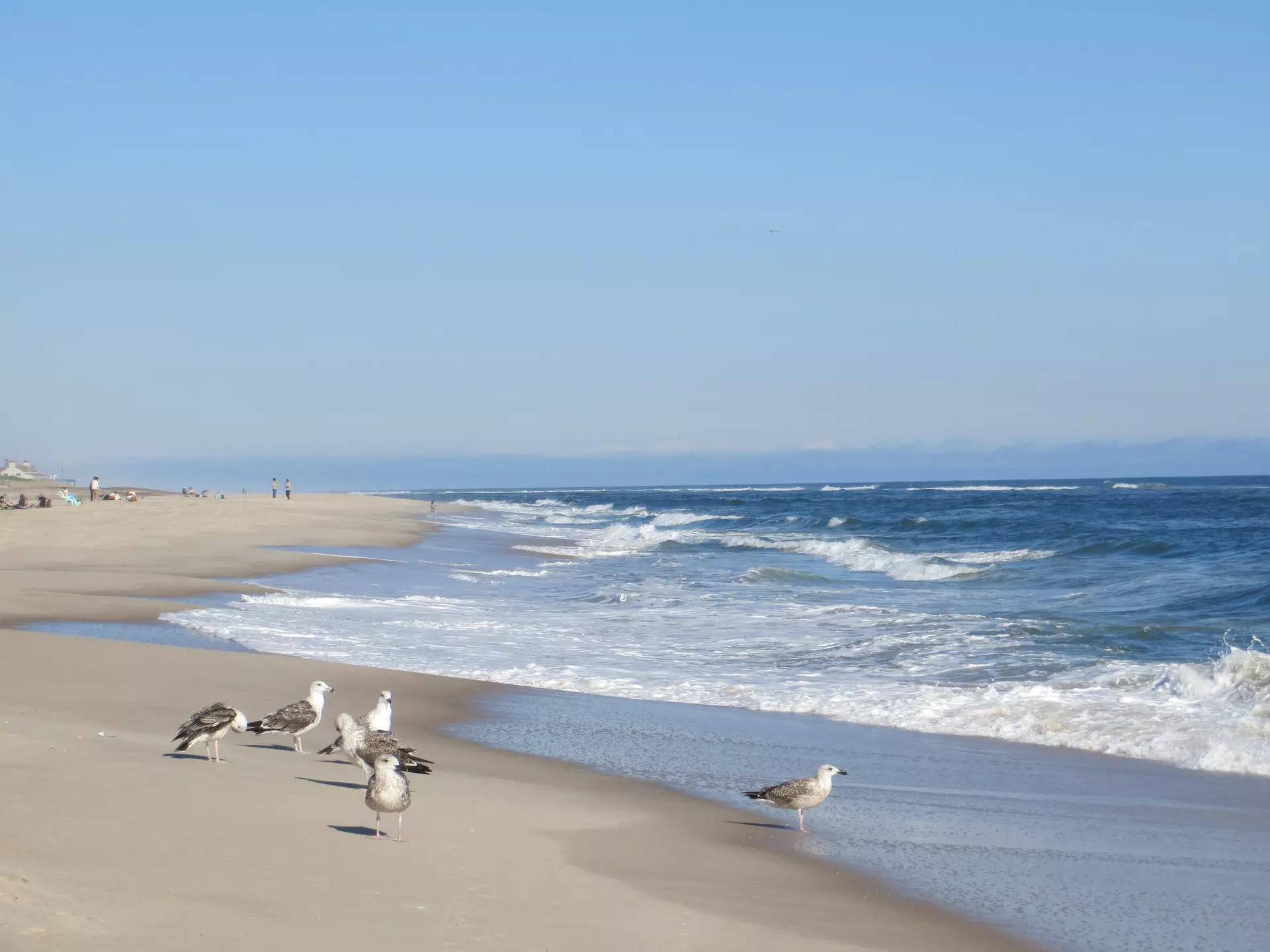 A flock of seagulls on the beach at Cooper's Beach in Southampton, Long Island, New York., License Type: media, Download Time: 2026-06-03T18:01:59.000Z, User: adouglaslott59, Editorial: false, purchase_order: 65050 - Digital Destinations and Articles, job: online editorial, client: best long island beaches, other: Ann Douglas Lott
