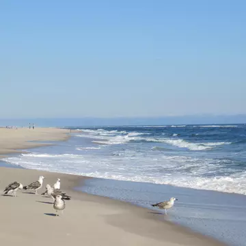 A flock of seagulls on the beach at Cooper's Beach in Southampton, Long Island, New York., License Type: media, Download Time: 2026-06-03T18:01:59.000Z, User: adouglaslott59, Editorial: false, purchase_order: 65050 - Digital Destinations and Articles, job: online editorial, client: best long island beaches, other: Ann Douglas Lott