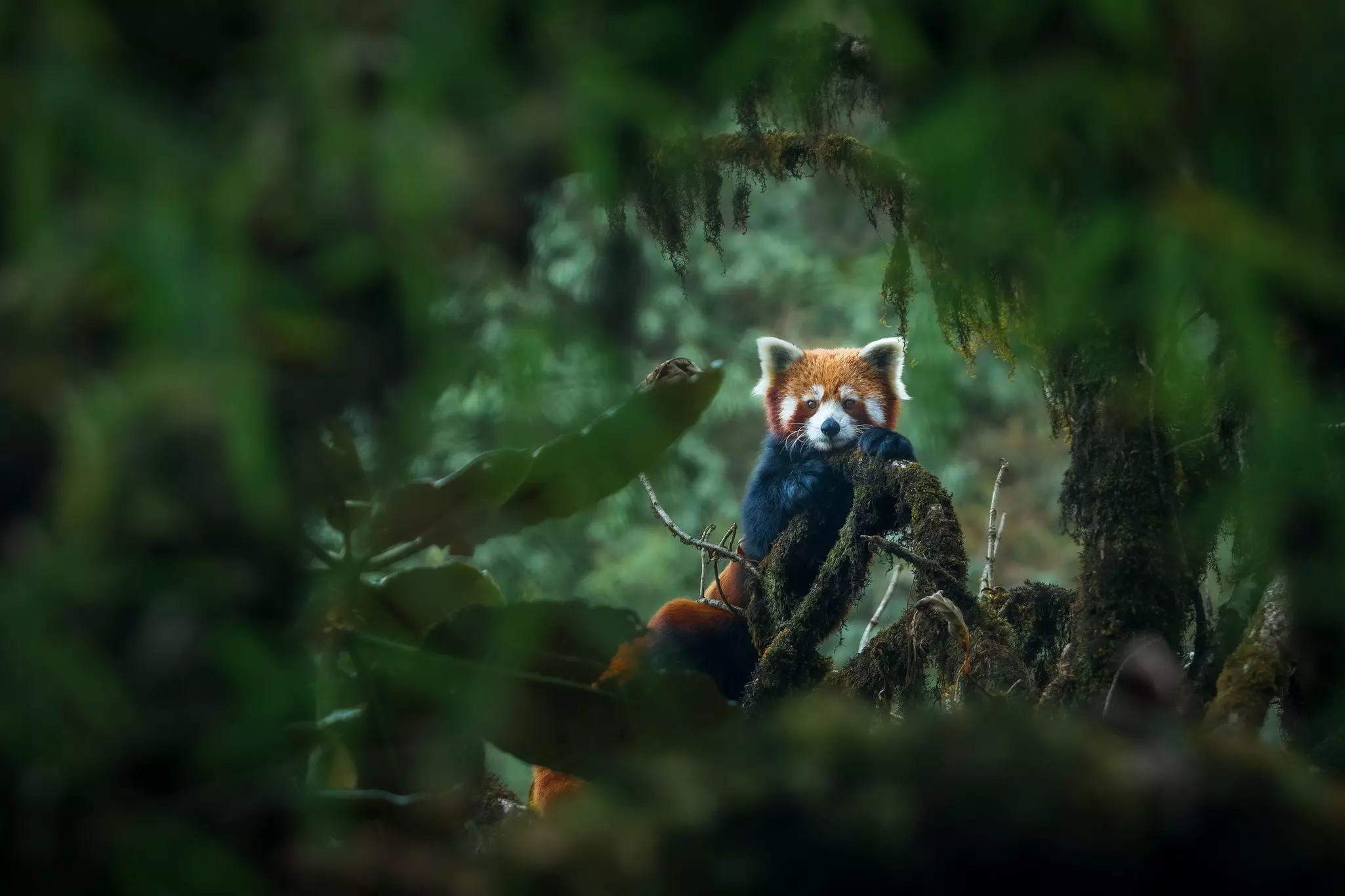 A red panda adult female rests on a mossy oak nut branch at Singalila National Park.