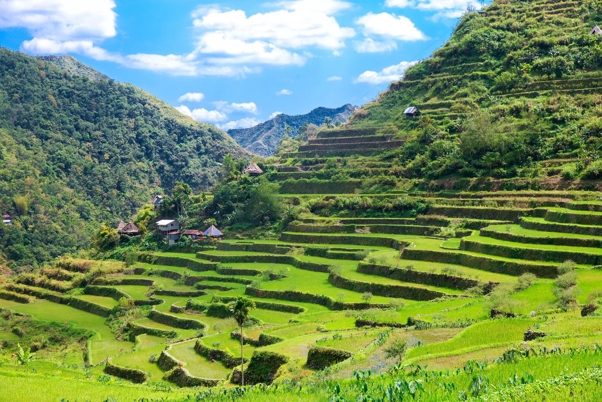Stepped rice terraces up hillsides bathed in green.