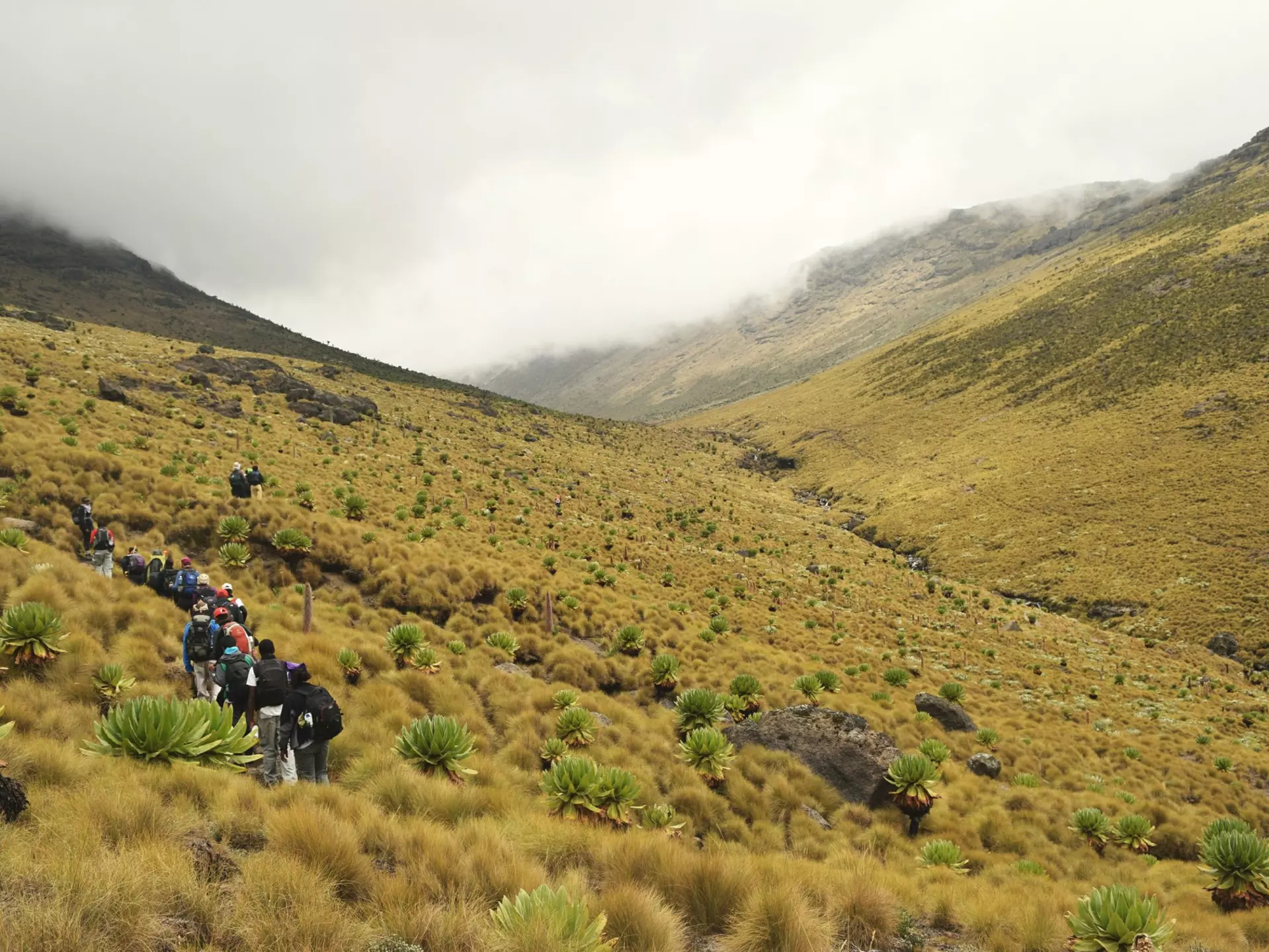 Mt Kenya National Park is home to the country's second highest peak © Martin Mwaura / Getty Images