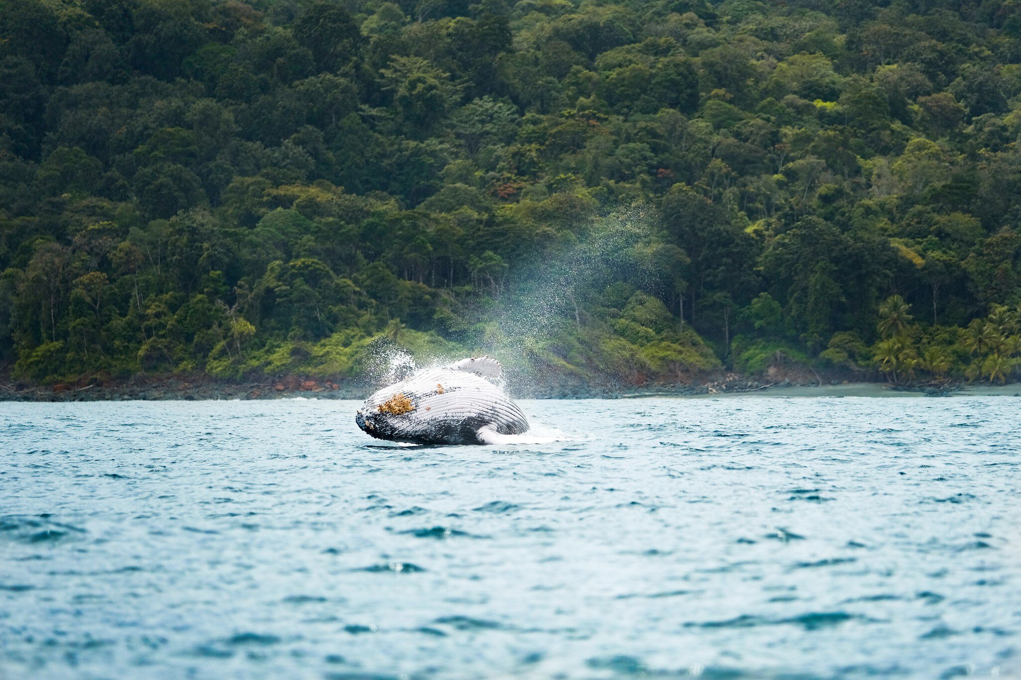 A Humpback Whale jumping near the shore of Gorgona Island in the Colombian Pacific; Shutterstock ID 1495226387;