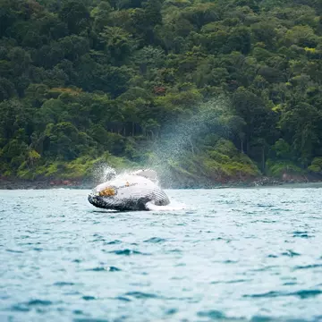 A Humpback Whale jumping near the shore of Gorgona Island in the Colombian Pacific; Shutterstock ID 1495226387;