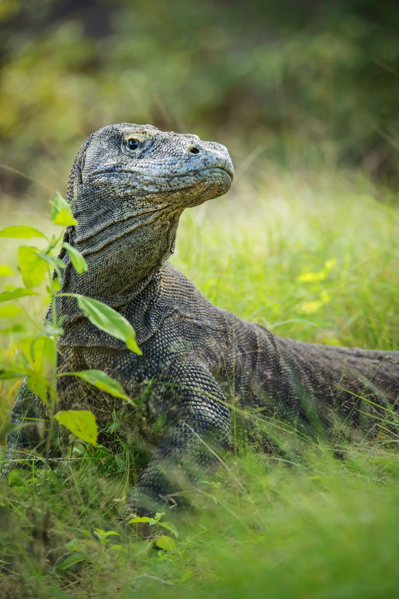 A Komodo dragon blends in with the surroundings in Komodo National Park