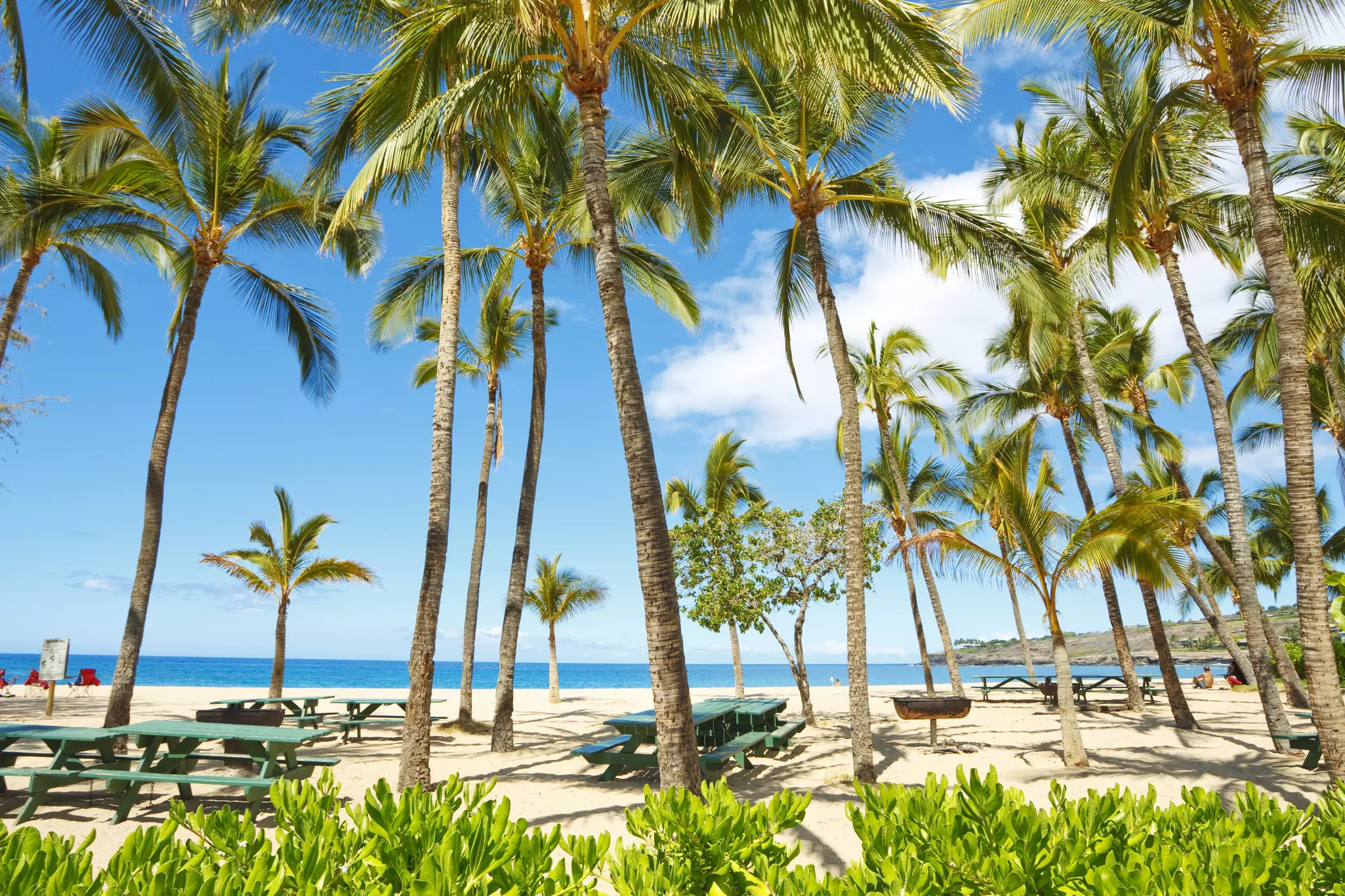 Palm trees and picnic tables along beach with the ocean in the distance on a sunny day.