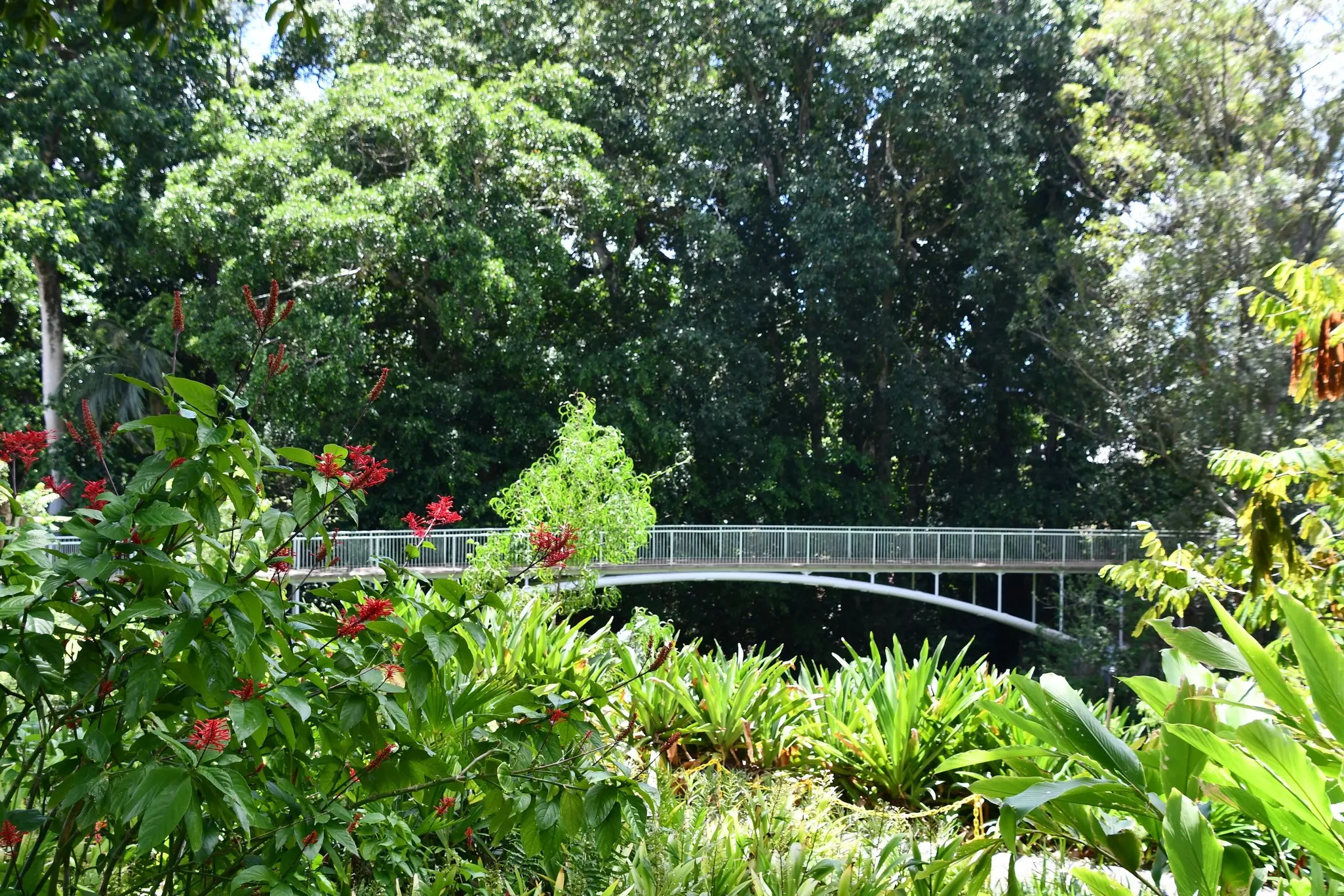 The lush greenery and a bridge within Wahiawā Botanical Garden, Oʻahu. 