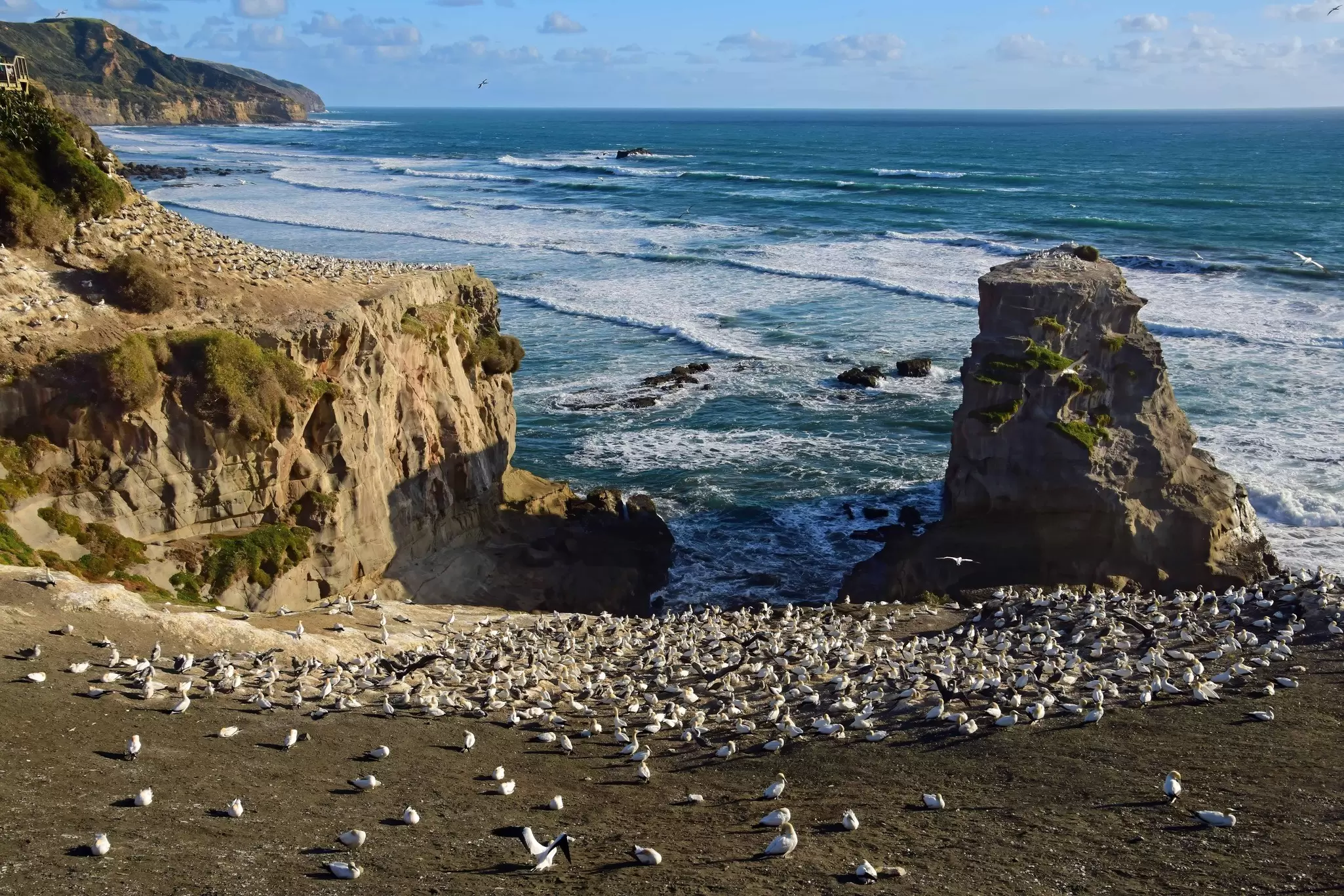 View of a large tākapu (gannet) colony on a sunny day on Muriwai Beach near Auckland, New Zealand.