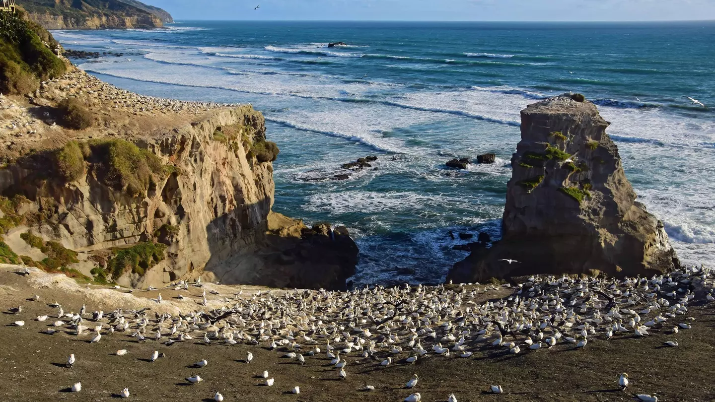 View of a large tākapu (gannet) colony on a sunny day on Muriwai Beach near Auckland, New Zealand.