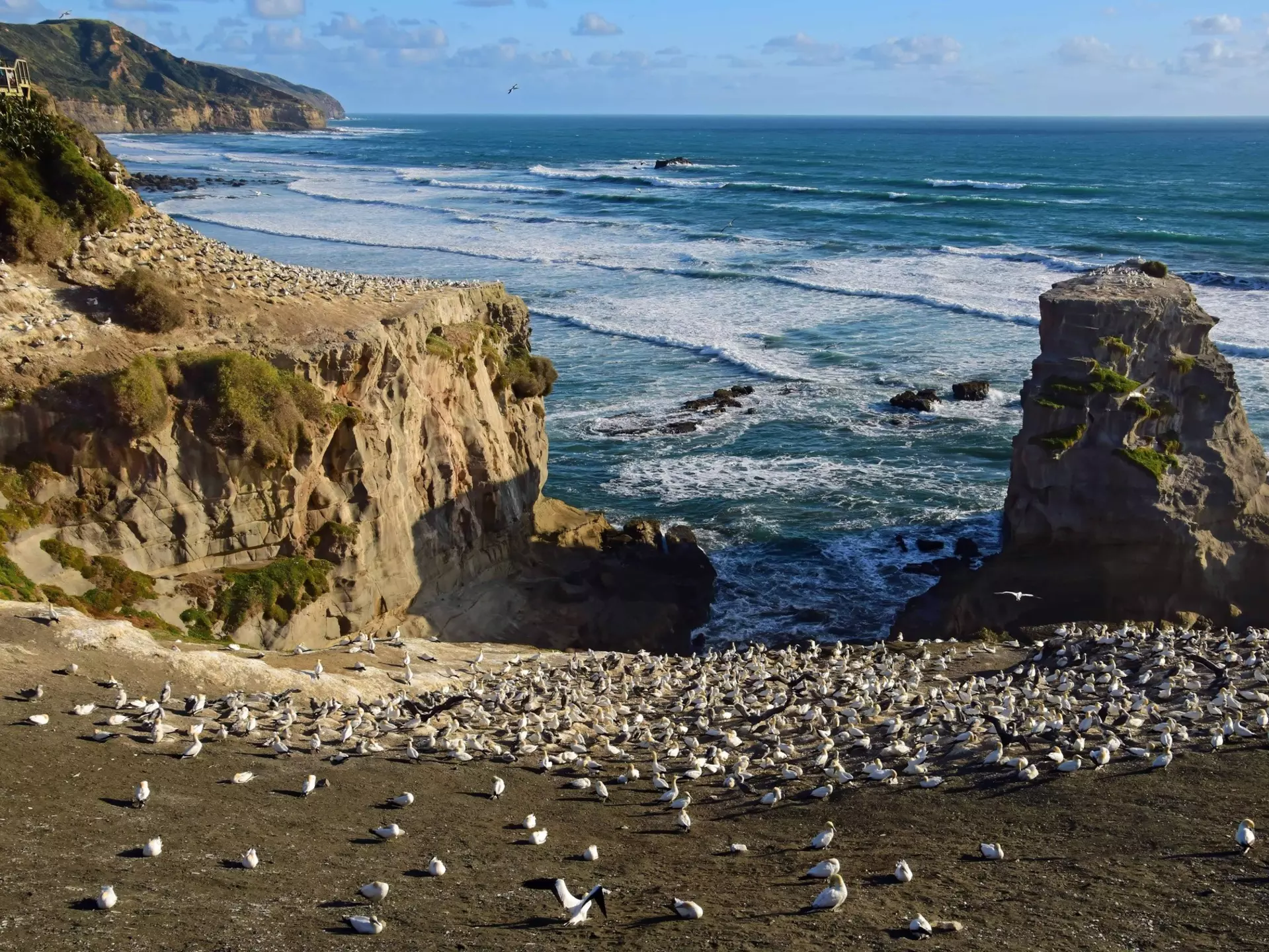 View of a large tākapu (gannet) colony on a sunny day on Muriwai Beach near Auckland, New Zealand.