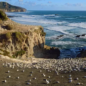 View of a large tākapu (gannet) colony on a sunny day on Muriwai Beach near Auckland, New Zealand.