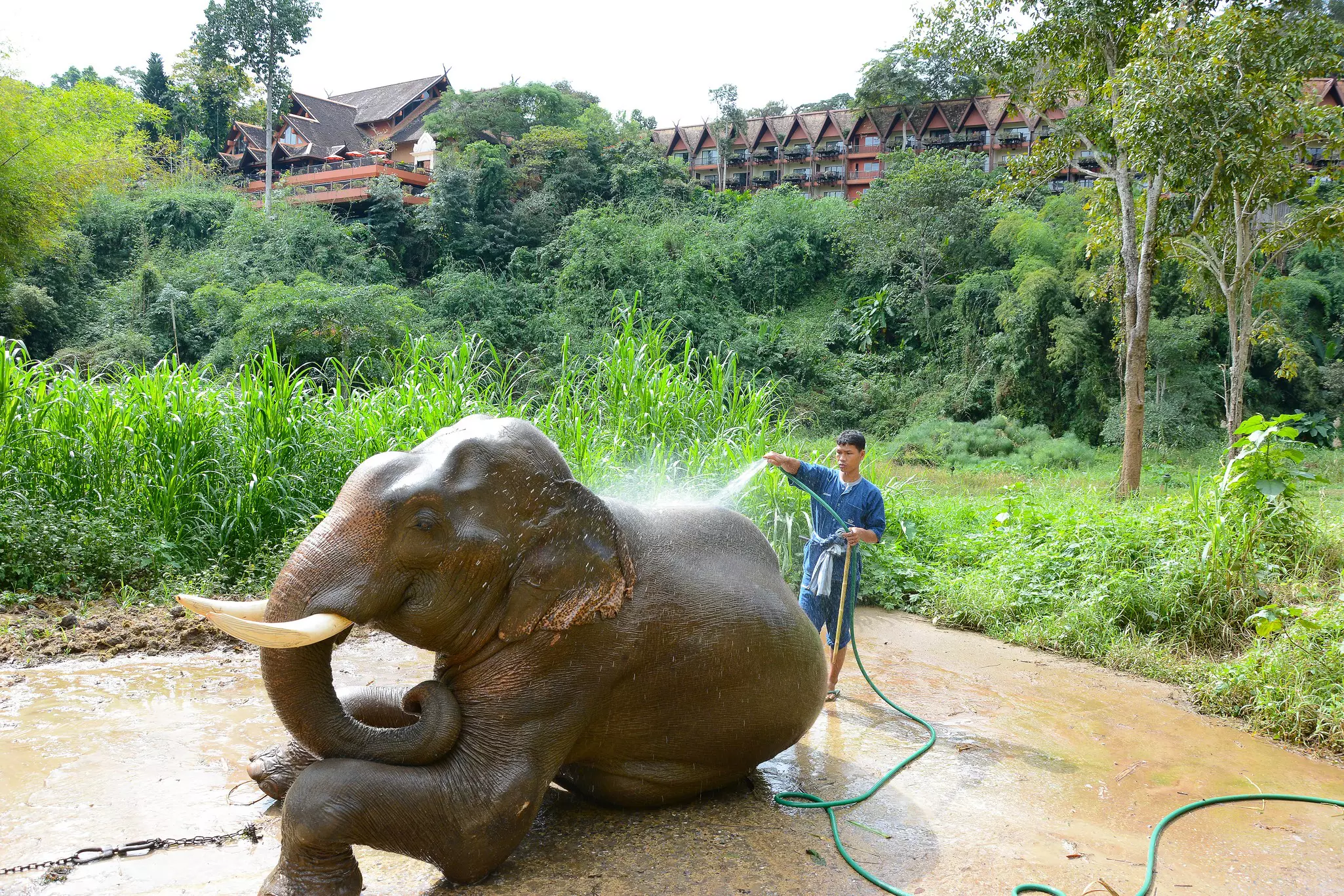 A elephant being bathed at the Anantara Golden Triangle Elephant Camp in the Golden Triangle region.