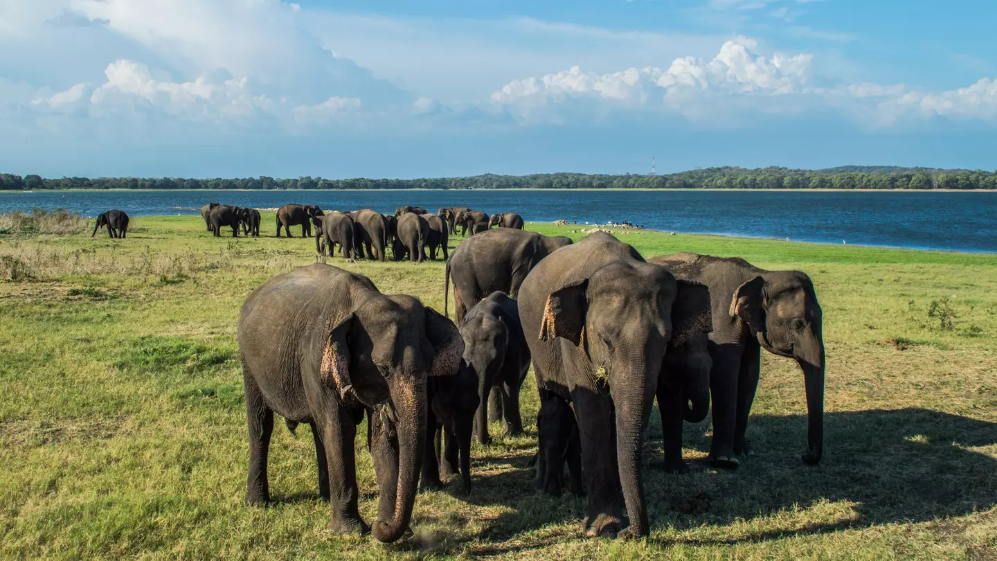 A couple dozen Asian elephants are seen on a grassy expanse near a body of water.