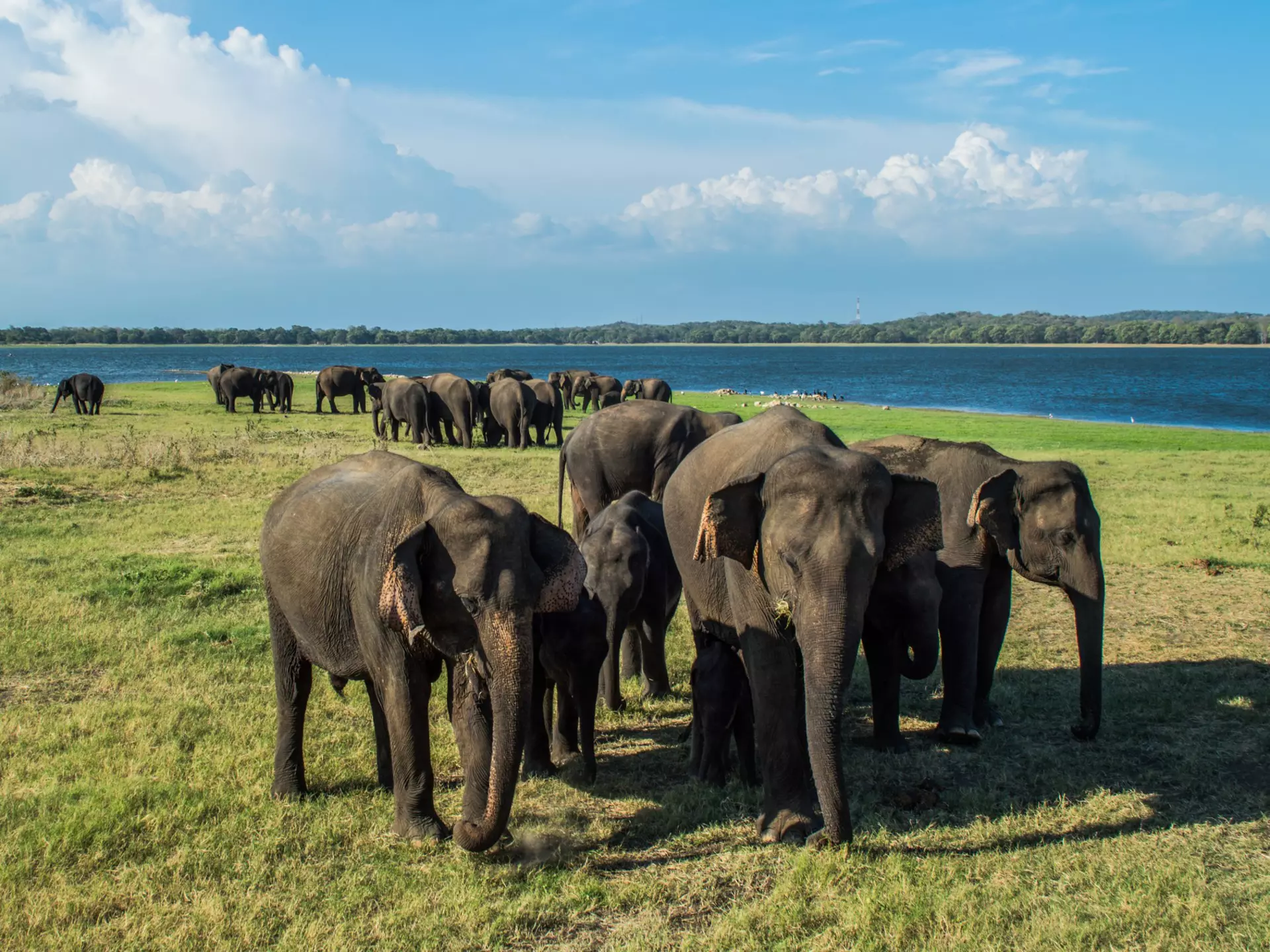 A couple dozen Asian elephants are seen on a grassy expanse near a body of water.