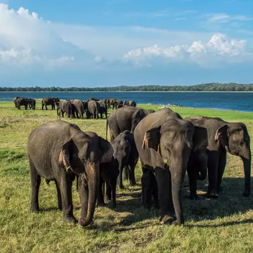 A couple dozen Asian elephants are seen on a grassy expanse near a body of water.