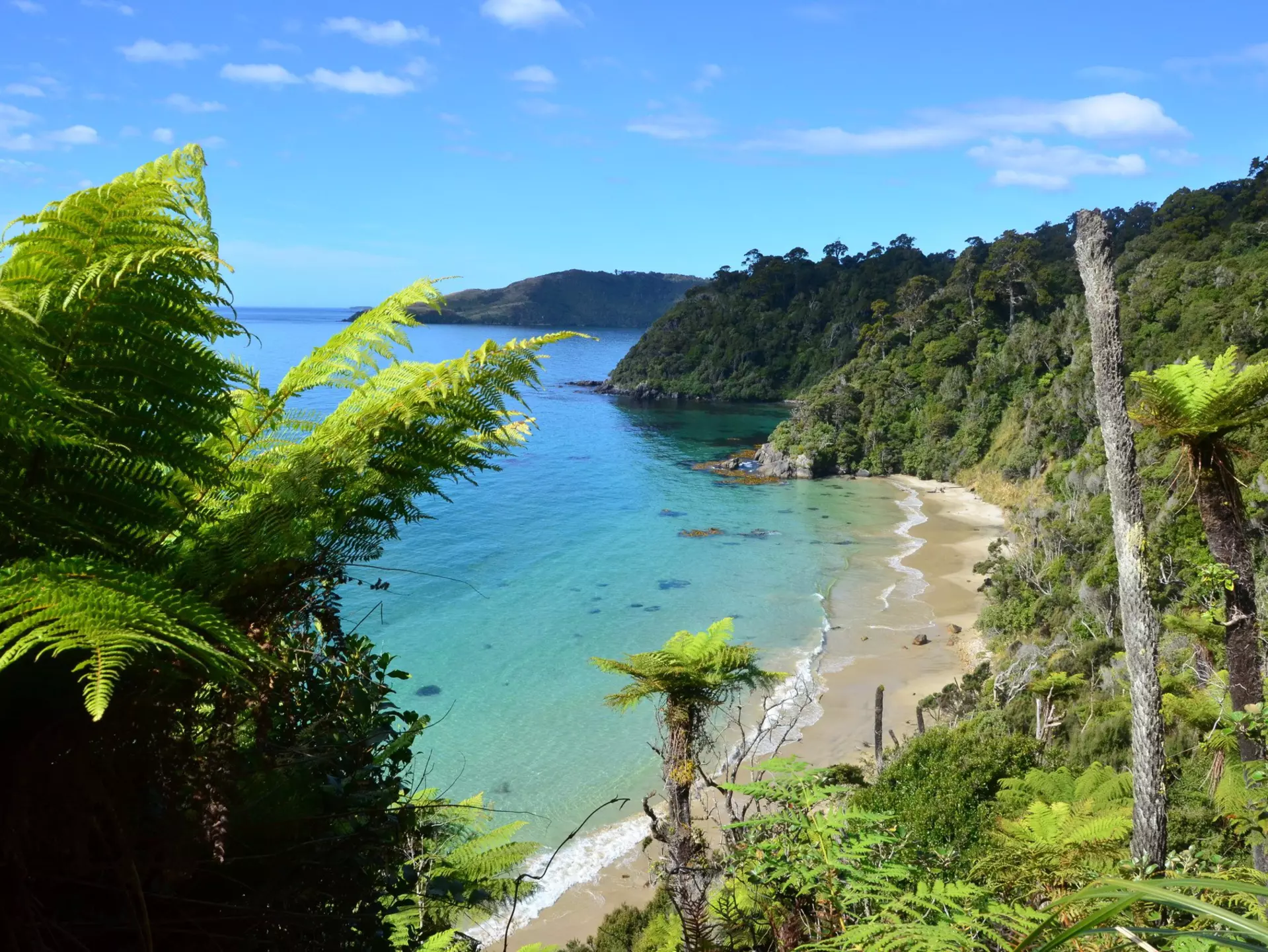 Fern trees near the coast on Stewart Island.
164701961
wet, kea, sea, kaka, kiwi, tide, blue, lush, surf, huts, coast, clear, shore, green, birds, trees, waves, rainy, beach, palms, water, ocean, hiking, travel, forest, nature, tourism, parrots, tramping, tropical, swimming, outdoors, adventure, exploring, sanctuary, turquoise, rainforest, snorkeling, wilderness, rakiura, island, bird, new, stewart, virgin, south, walks, great, beech, track, silver, zealand