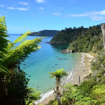 Fern trees near the coast on Stewart Island.
164701961
wet, kea, sea, kaka, kiwi, tide, blue, lush, surf, huts, coast, clear, shore, green, birds, trees, waves, rainy, beach, palms, water, ocean, hiking, travel, forest, nature, tourism, parrots, tramping, tropical, swimming, outdoors, adventure, exploring, sanctuary, turquoise, rainforest, snorkeling, wilderness, rakiura, island, bird, new, stewart, virgin, south, walks, great, beech, track, silver, zealand