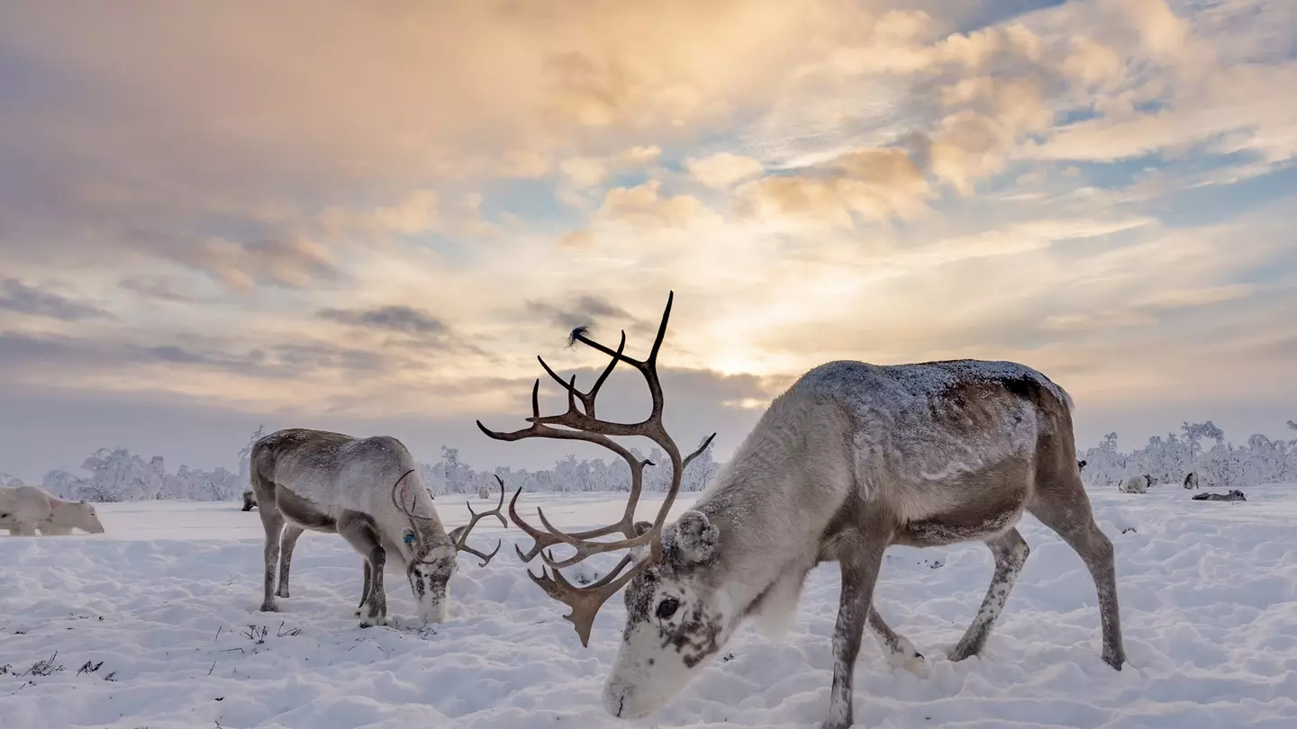 Reindeer grazing in the snow Karasjok, Norway