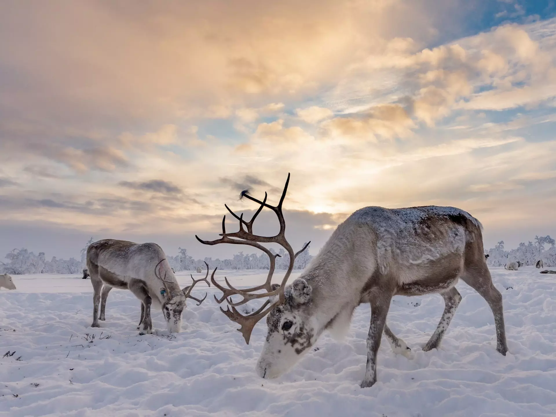 Reindeer grazing in the snow Karasjok, Norway