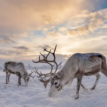Reindeer grazing in the snow Karasjok, Norway