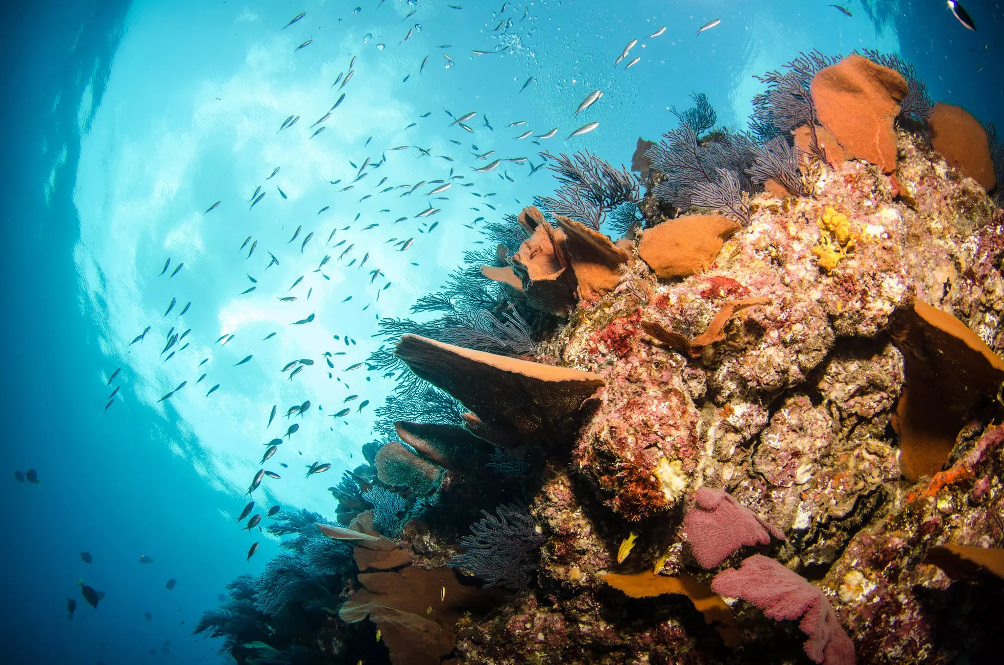 Coral reef scenics of the Sea of Cortez. Cabo Pulmo National Park, Baja California Sur, Mexico. Cousteau named it The world's aquarium., License Type: media, Download Time: 2025-05-18T14:01:32.000Z, User: mvm_lonelyplanet, Editorial: false, purchase_order: 56530 - Guidebooks, job: Mexico 19, client: Global Publishing-WIP, other: Virginia Moreno