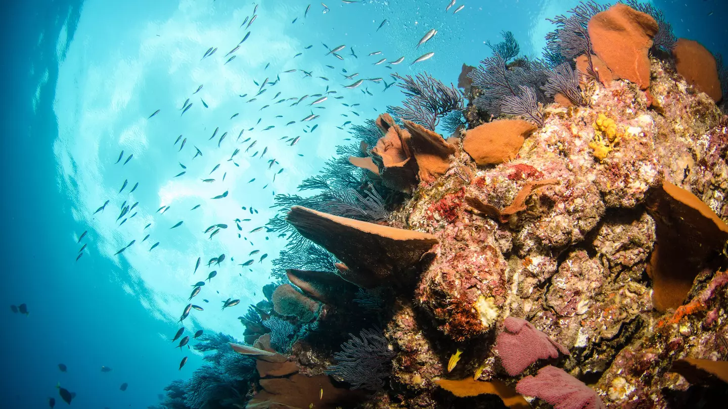A colorful underwater reef, with schools of fish swirling toward the surface.
