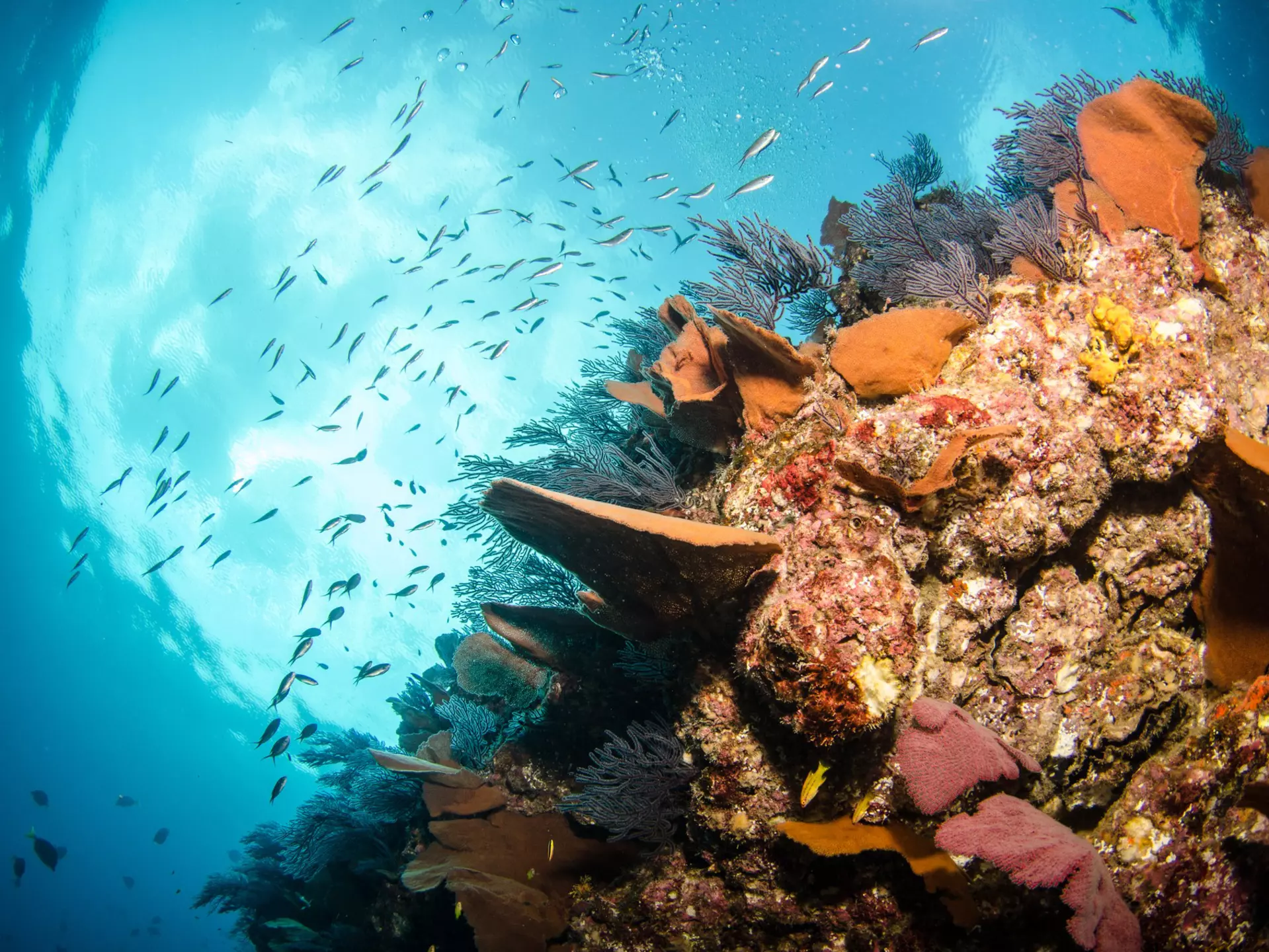 A colorful underwater reef, with schools of fish swirling toward the surface.