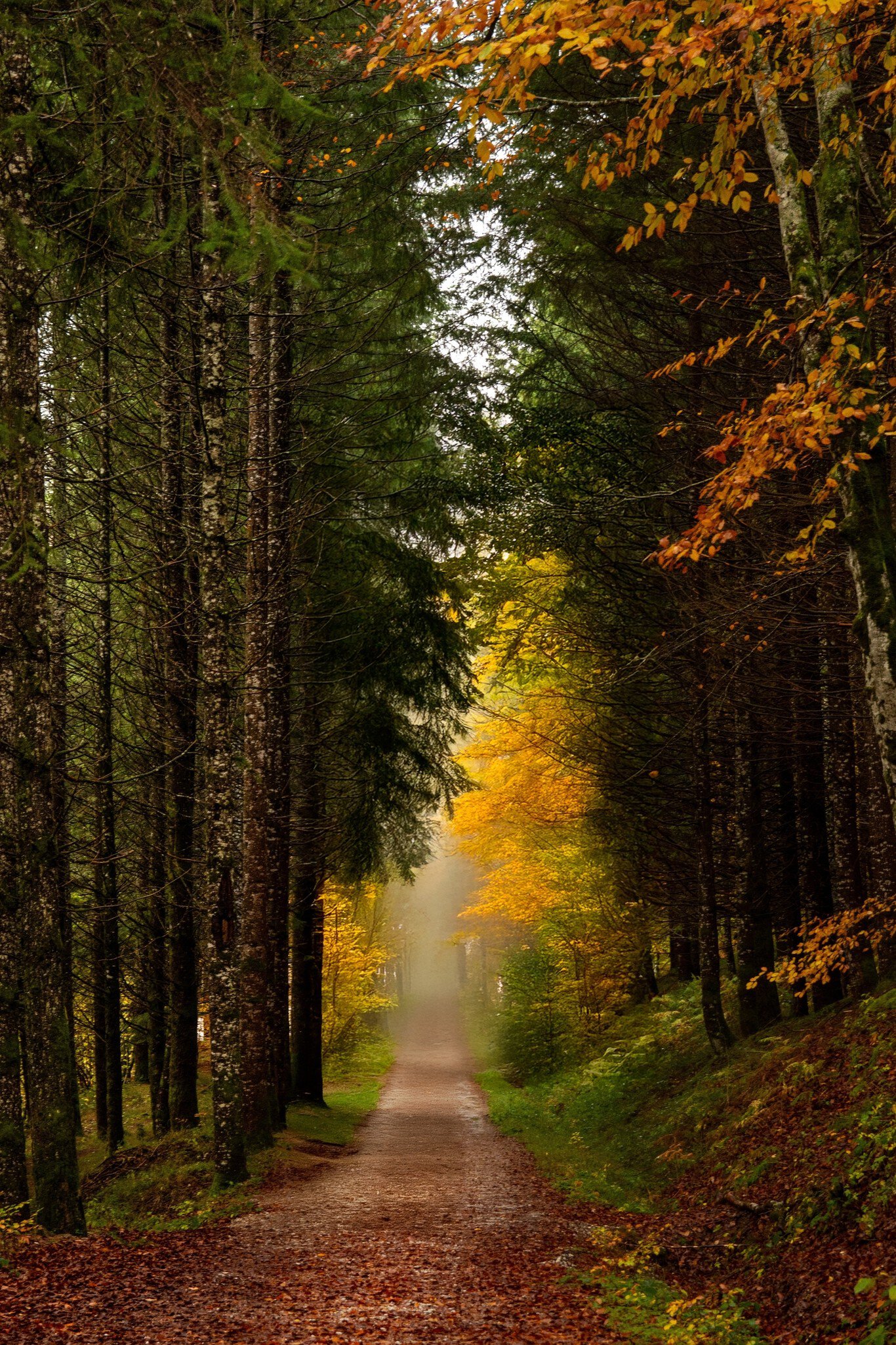 View of a path in the Selva de Irati (Irati Forest) during autumn in Spain.