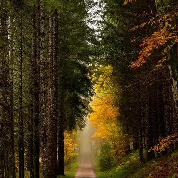 View of a path in the Selva de Irati (Irati Forest) during autumn in Spain.