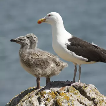 Baby seagulls with parent