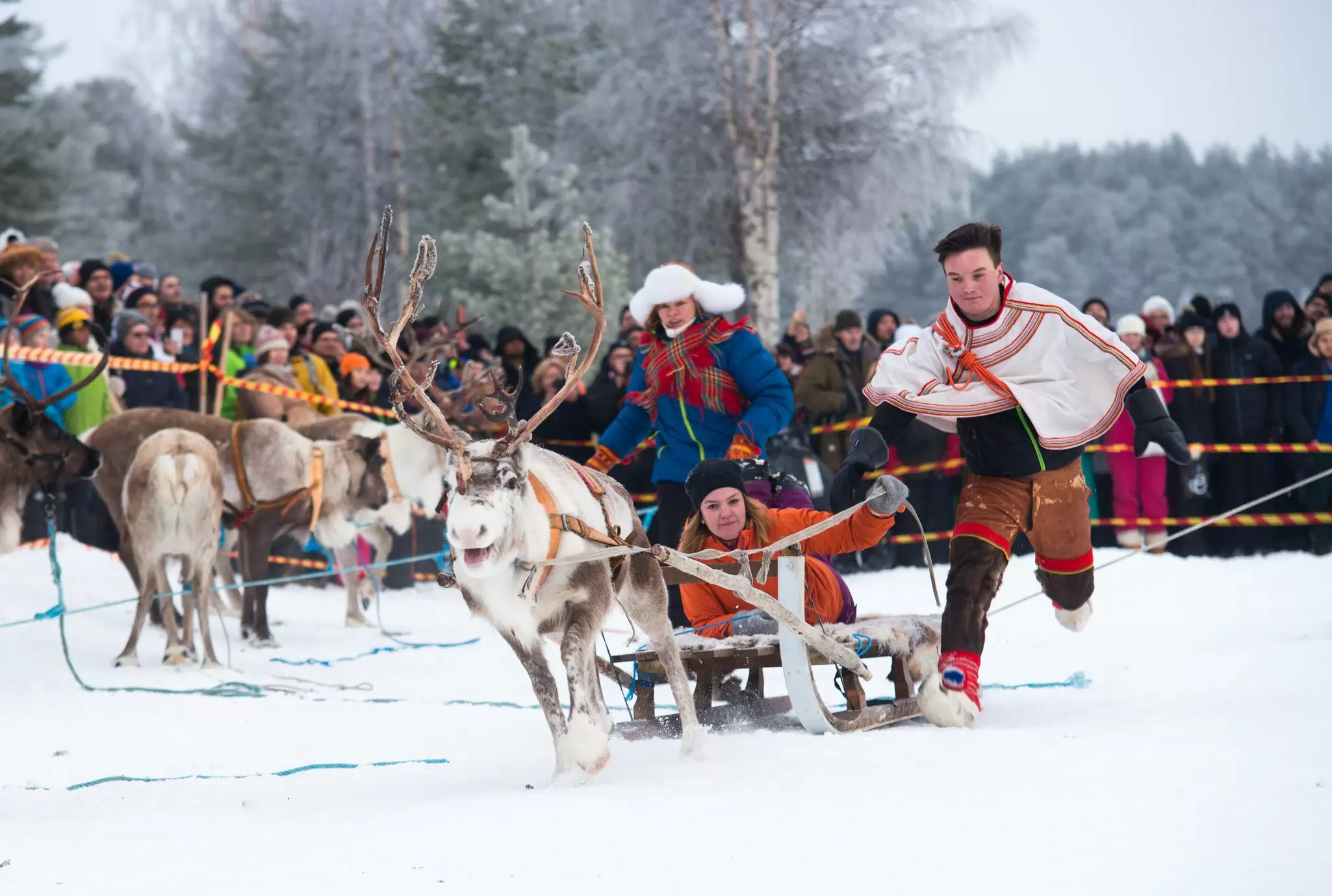 Reindeer races at the Jokkmokk Winter Market in Lappland. Kuznetsova Julia/Shutterstock