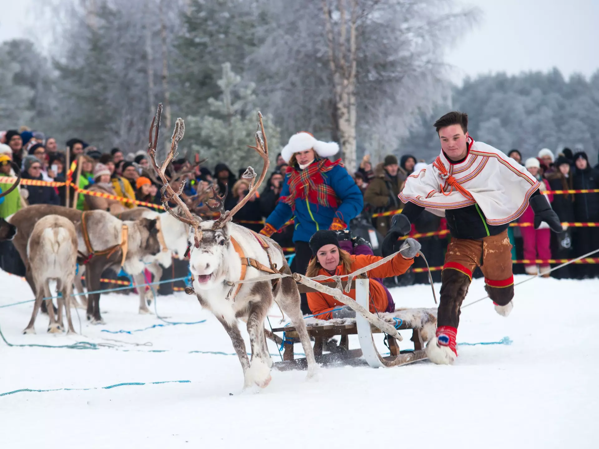 Reindeer races at the Jokkmokk Winter Market in Lappland. Kuznetsova Julia/Shutterstock