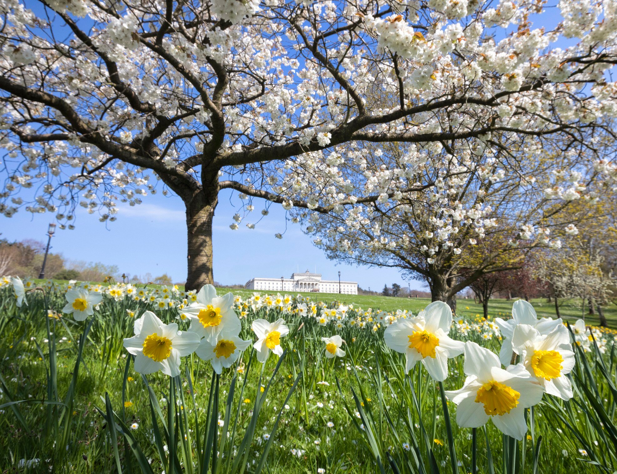 Ground level view from afar surrounded by white flowers of the Stormont Grounds in Spring, Belfast, Ireland.
