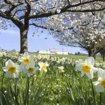 Ground level view from afar surrounded by white flowers of the Stormont Grounds in Spring, Belfast, Ireland.