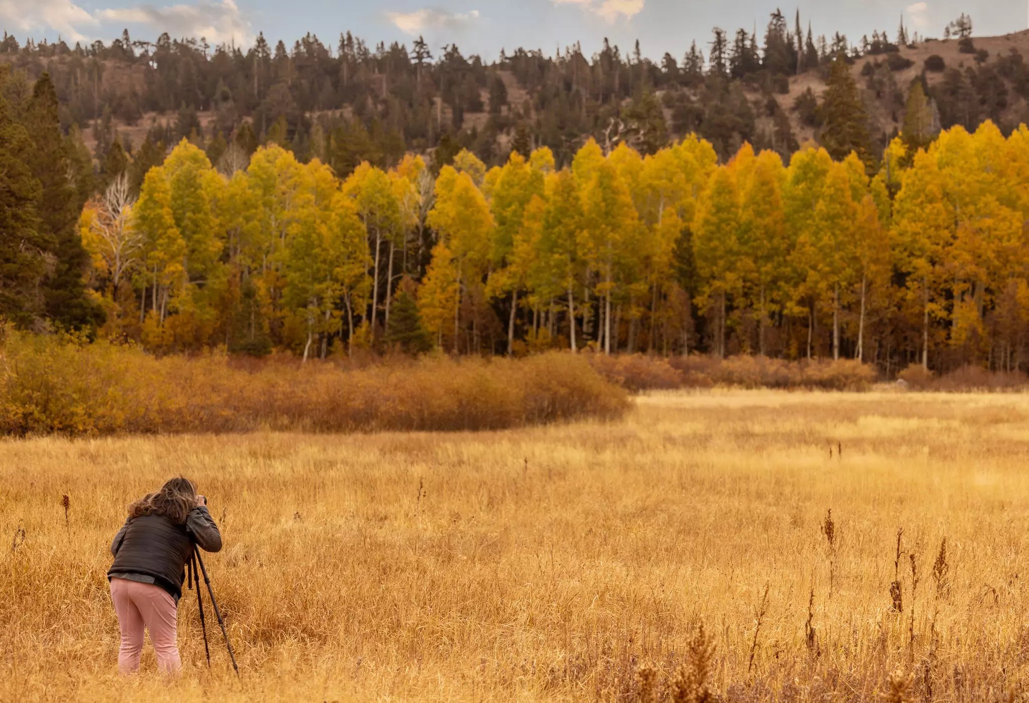 A woman shooting photos of Autumn colors in the Sierra Nevada mountains in Nevada and California.