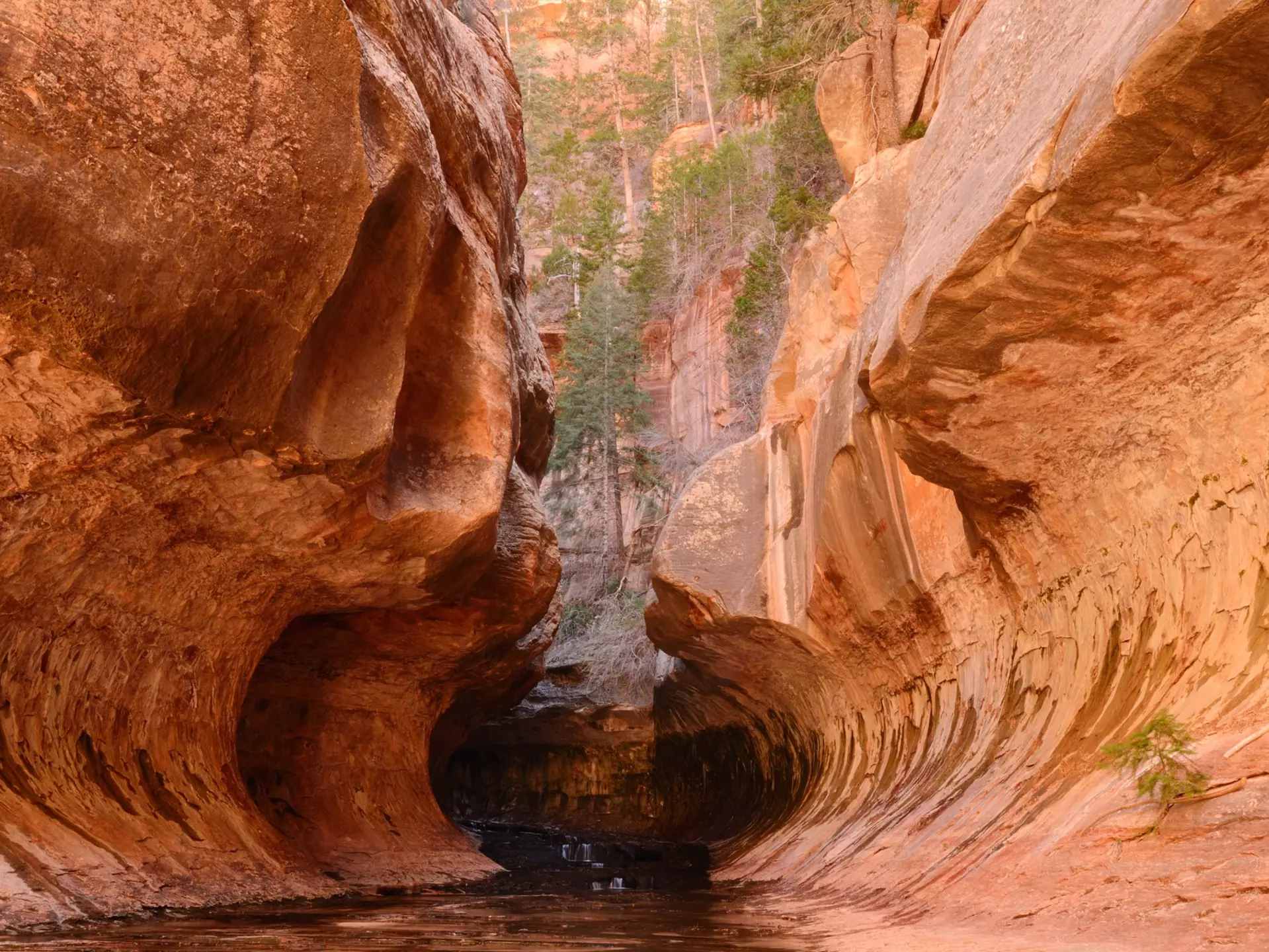 Link up Utah's "Mighty 5" national parks with this epic driving route, including Zion National Park. Allison Herreid/Shutterstock