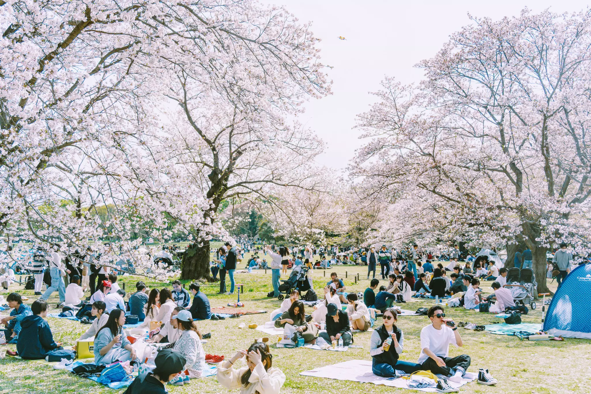 Spring cherry blossoms in a park in Tachikawa, Tokyo, Japan.