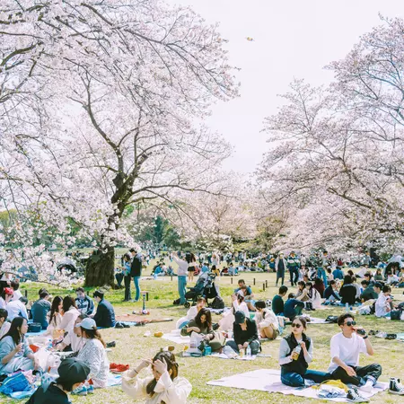 SHOWA MEMORIAL PARK, TOKYO. APRIL 2025
