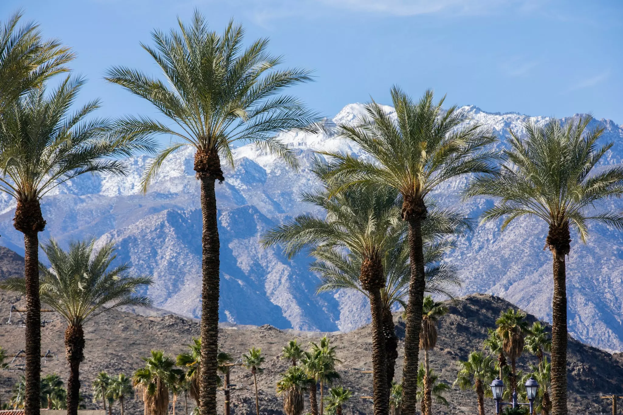 The trunks and fronds of palm trees with a backdrop of snow-covered mountain peaks.