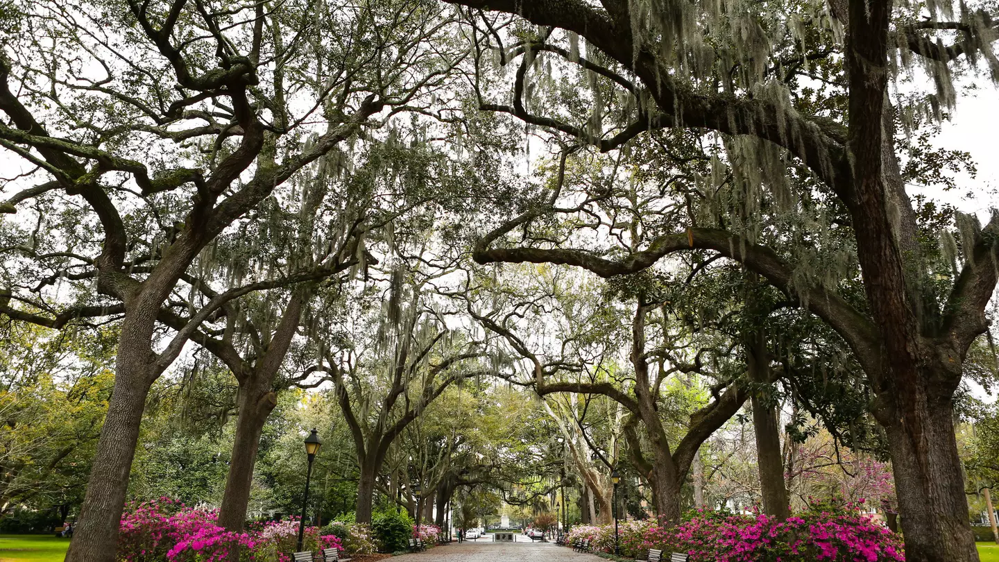 Live oak trees and Spanish moss at Forsyth Park.