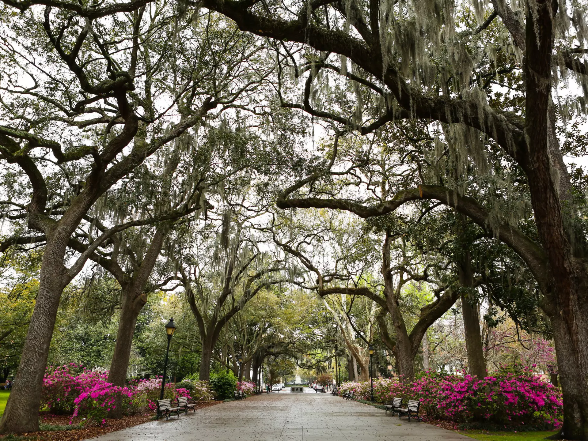 Live oak trees and Spanish moss at Forsyth Park.