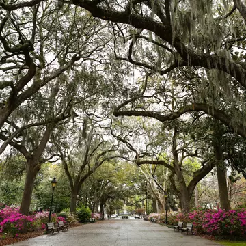 Live oak trees and Spanish moss at Forsyth Park.
