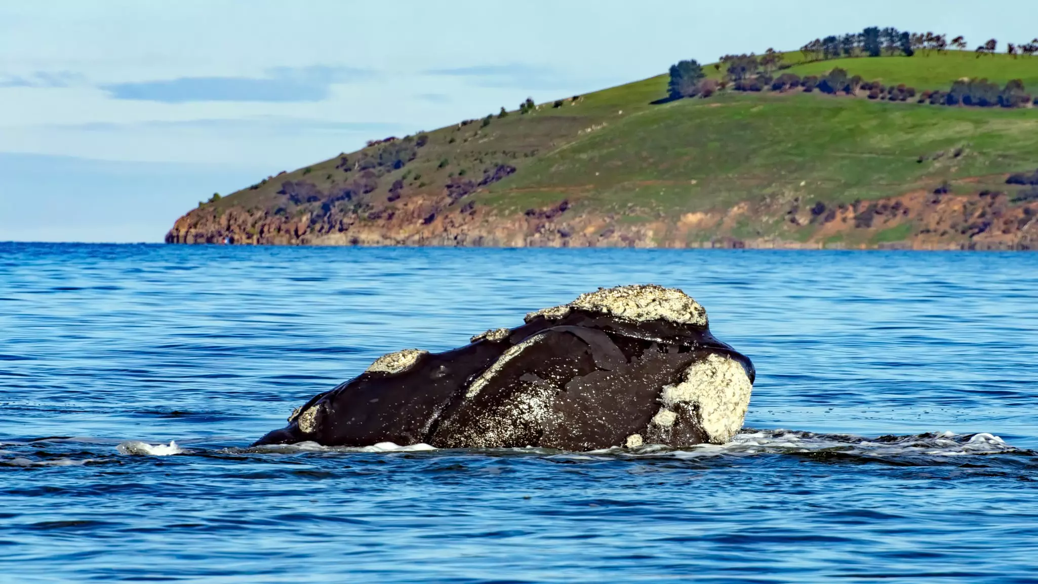 A barnacle-encrusted southern right whale off the shore of Tasmania in Australia.