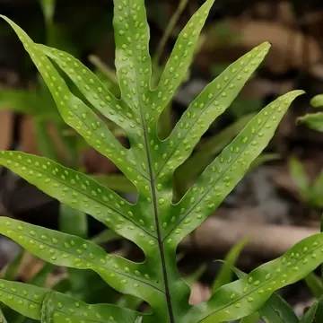 Close-up of a bright green spotted fern frond in the forest understorey at Ebony Forest, Chamarel