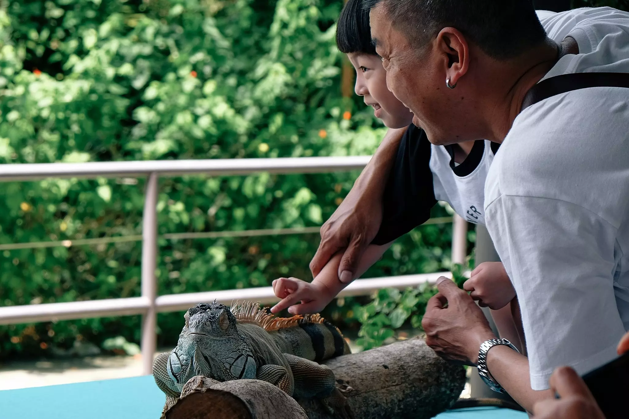 A father and daughter interact with a large lizard at a wildlife park.