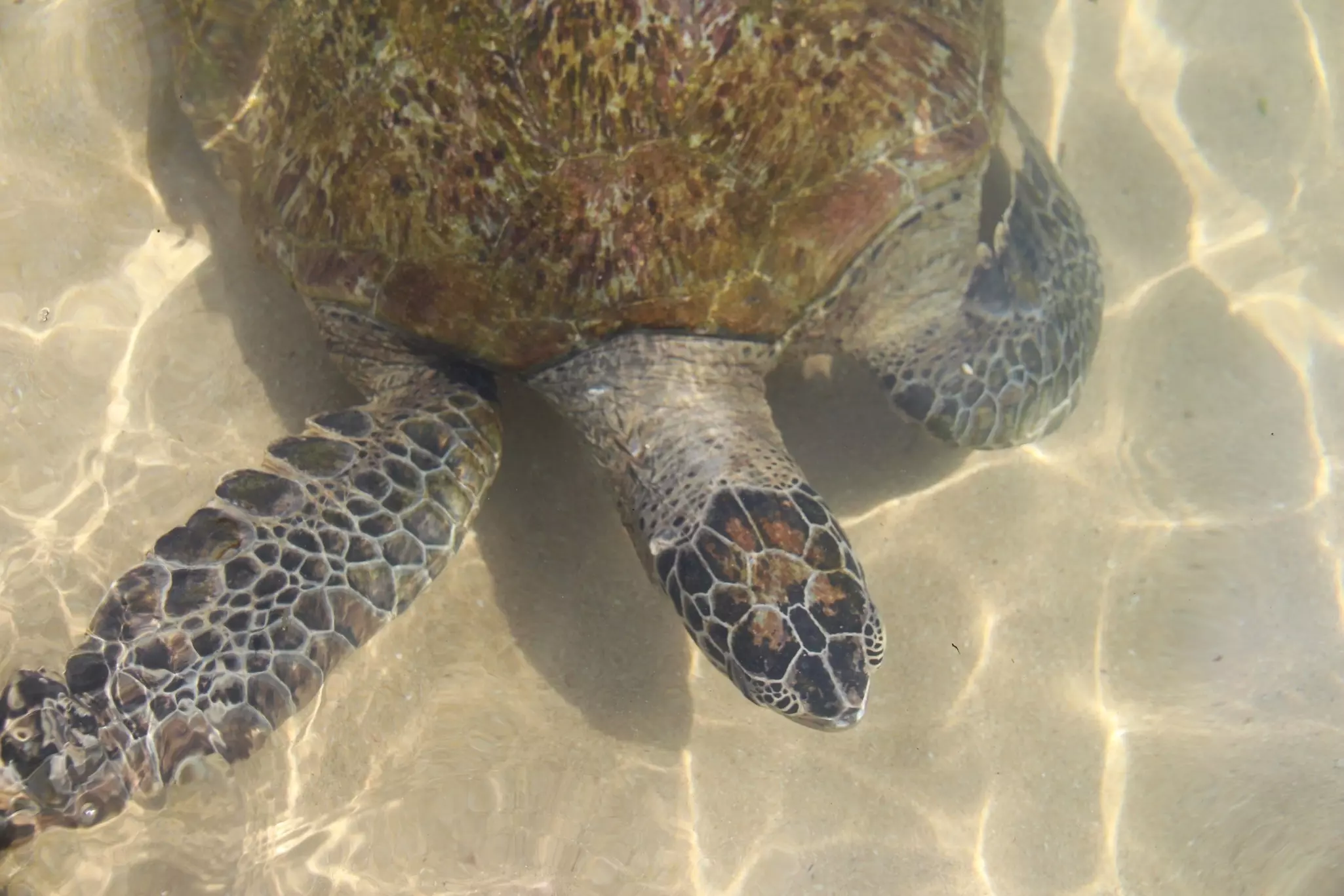An overhead view of a sea turtle swimming in shallow water at a tropical beach. Rays of sun are refracted in the water.