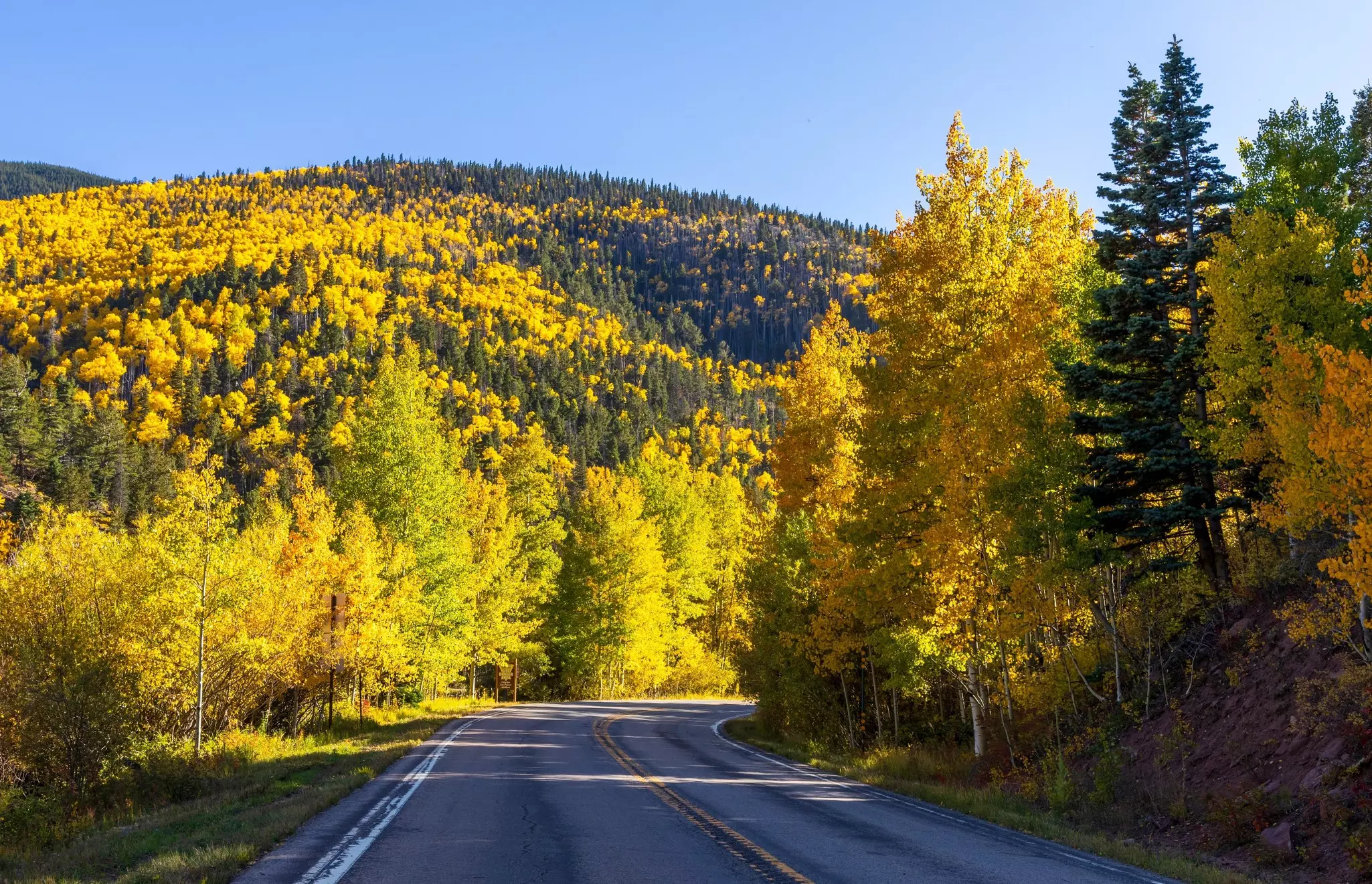 Trees with golden fall foliage are seen in a forested area with a road running through it.