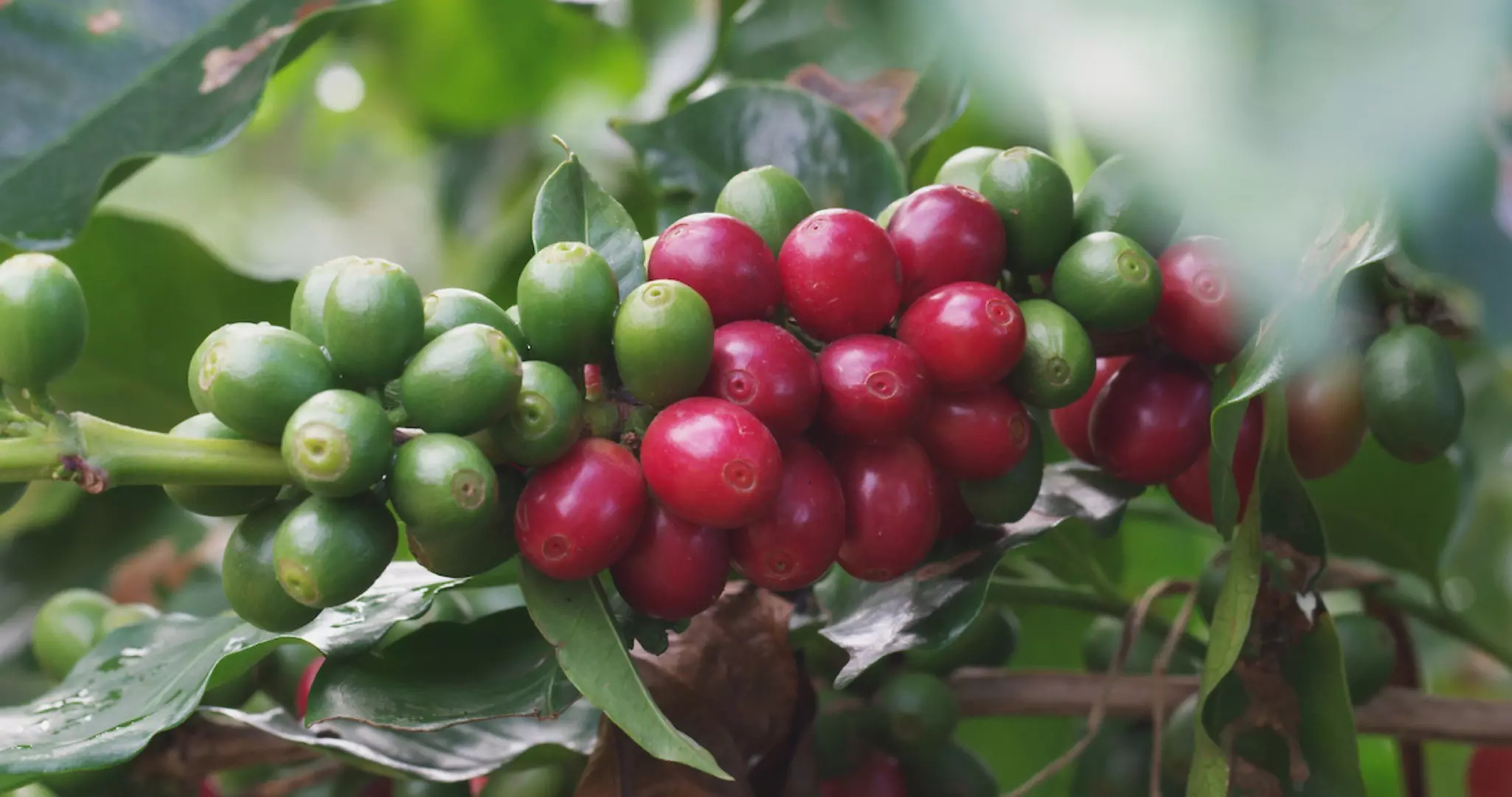Locally-grown coffee from the haciendas of the central valley has unique and delicious flavors © Courtesy of Discover Puerto Rico