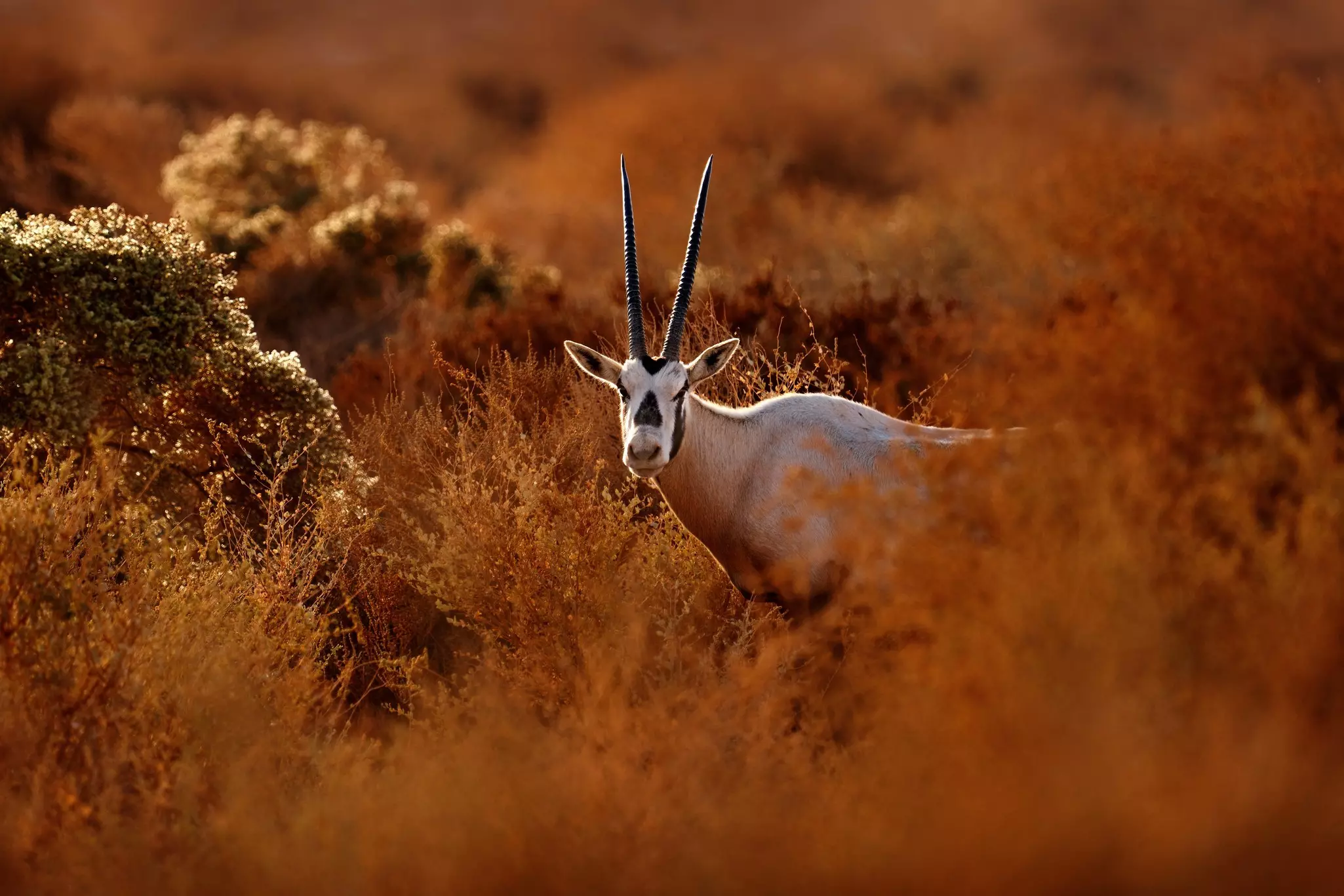 Get up close and personal with the rare Arabian oryx at the Shaumari Wildlife Reserve © Ondrej Prosicky/Shutterstock