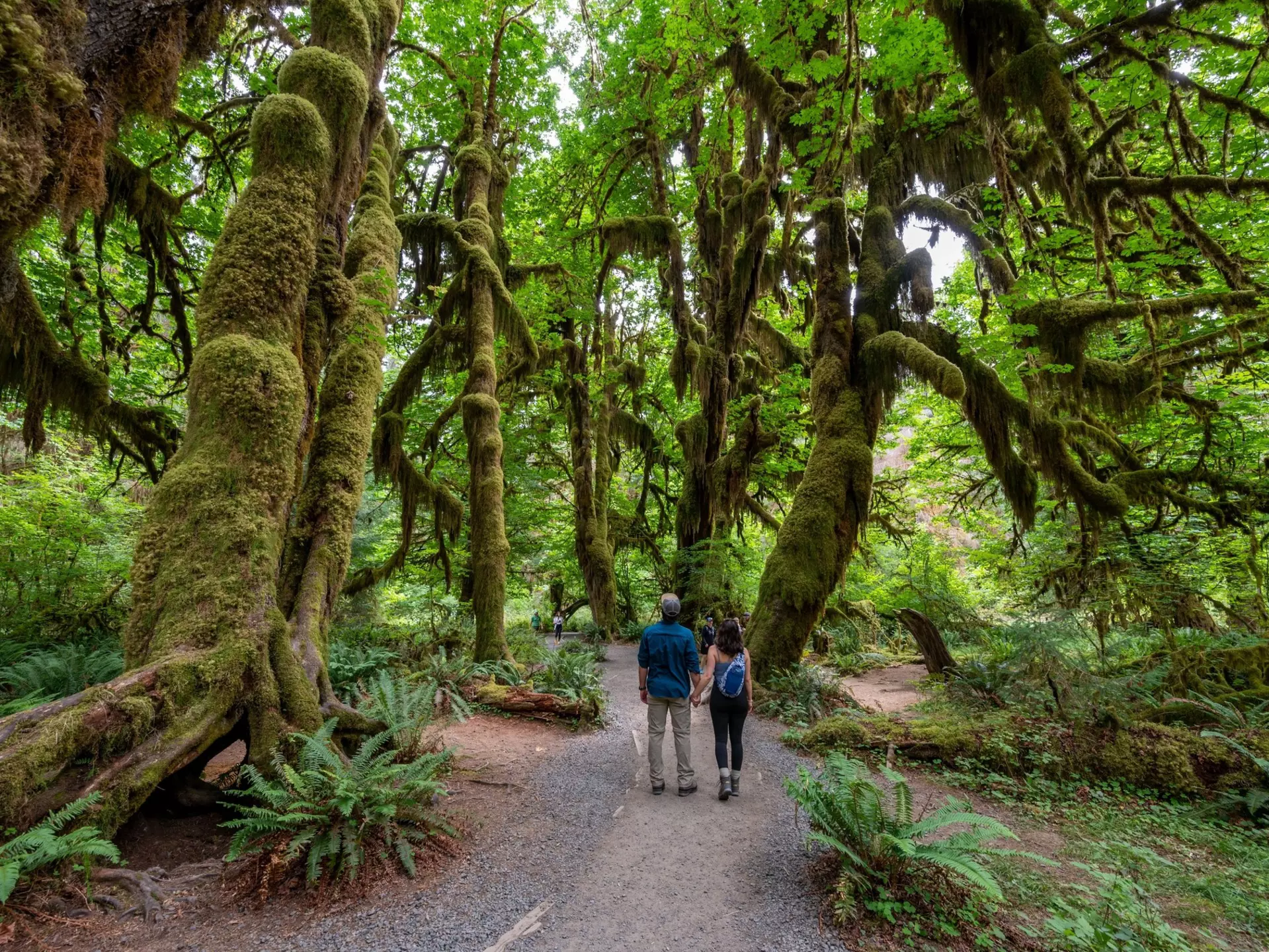 Visitors hiking through a forest in Olympic National Park. Francisco Blanco/Shutterstock